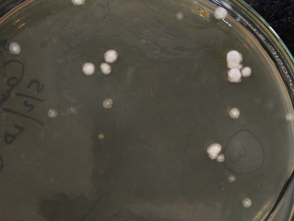 Candida Yeast