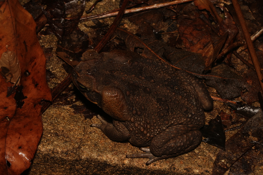 Cane Toad