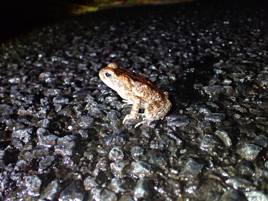 Cane Toad