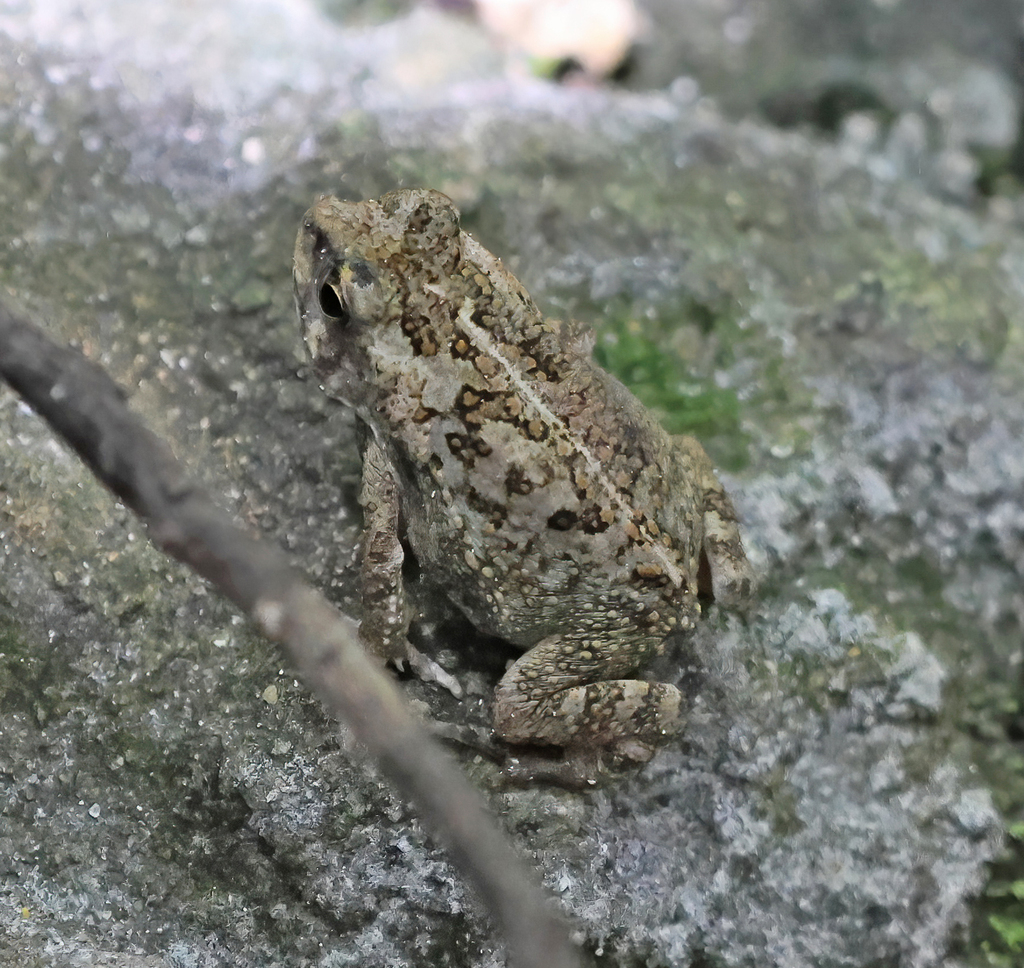 Cane Toad