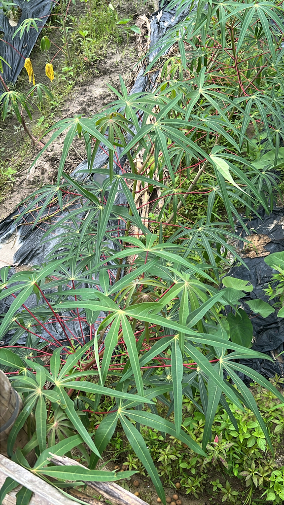 Cassava