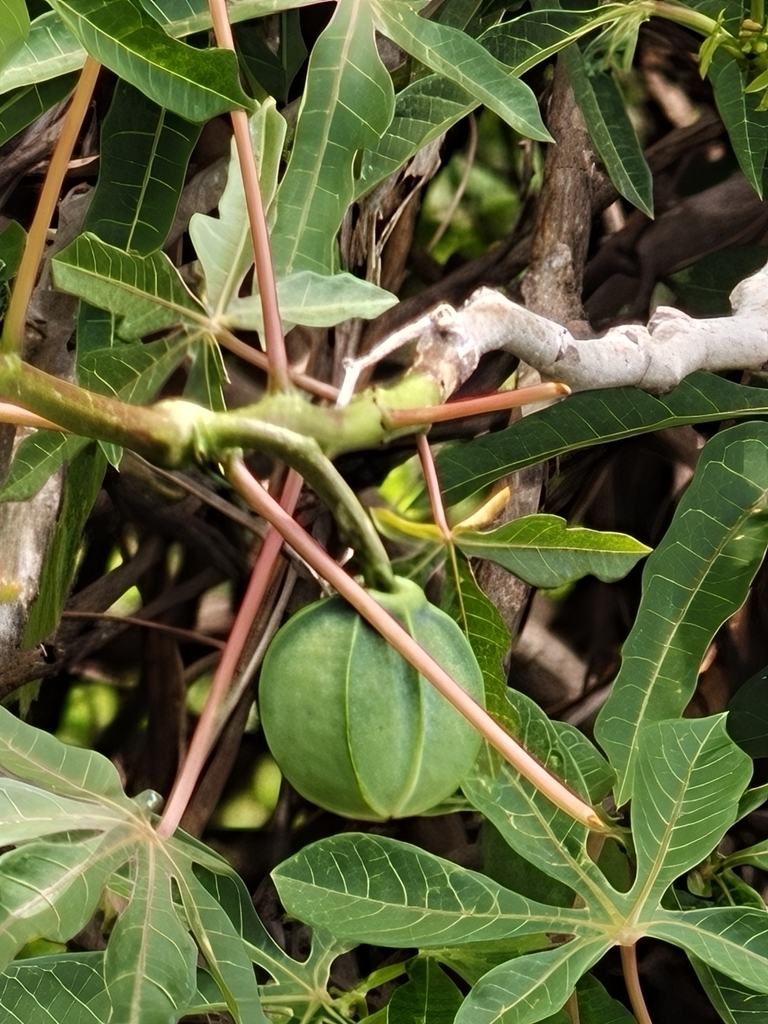 Cassava