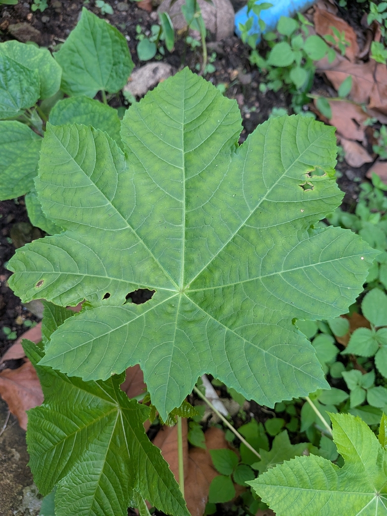 Castor Bean Plant