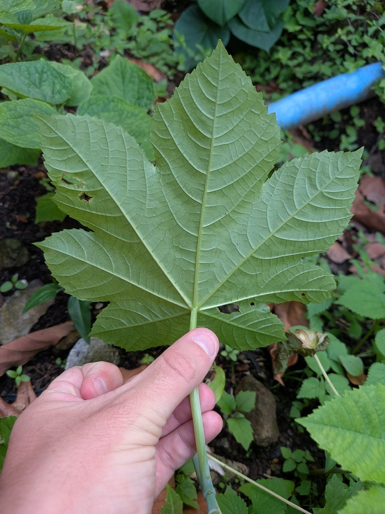 Castor Bean Plant
