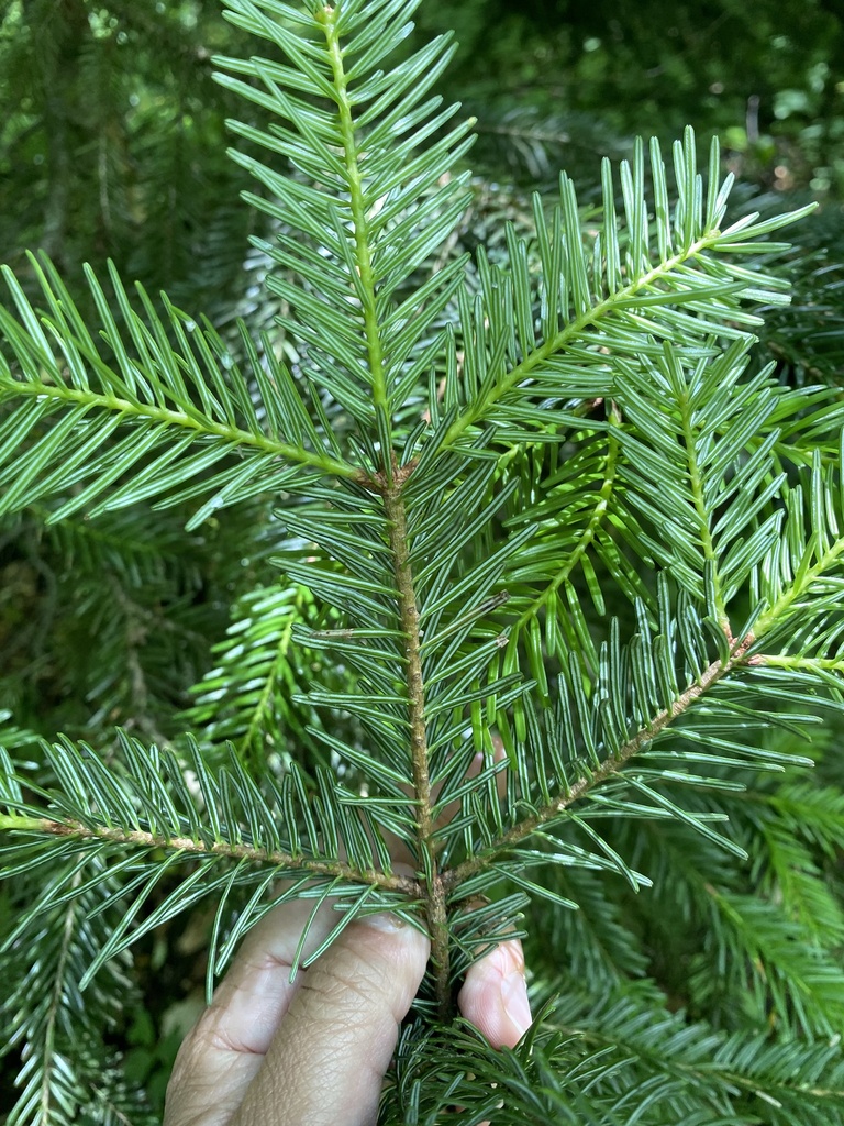 Caucasian Fir