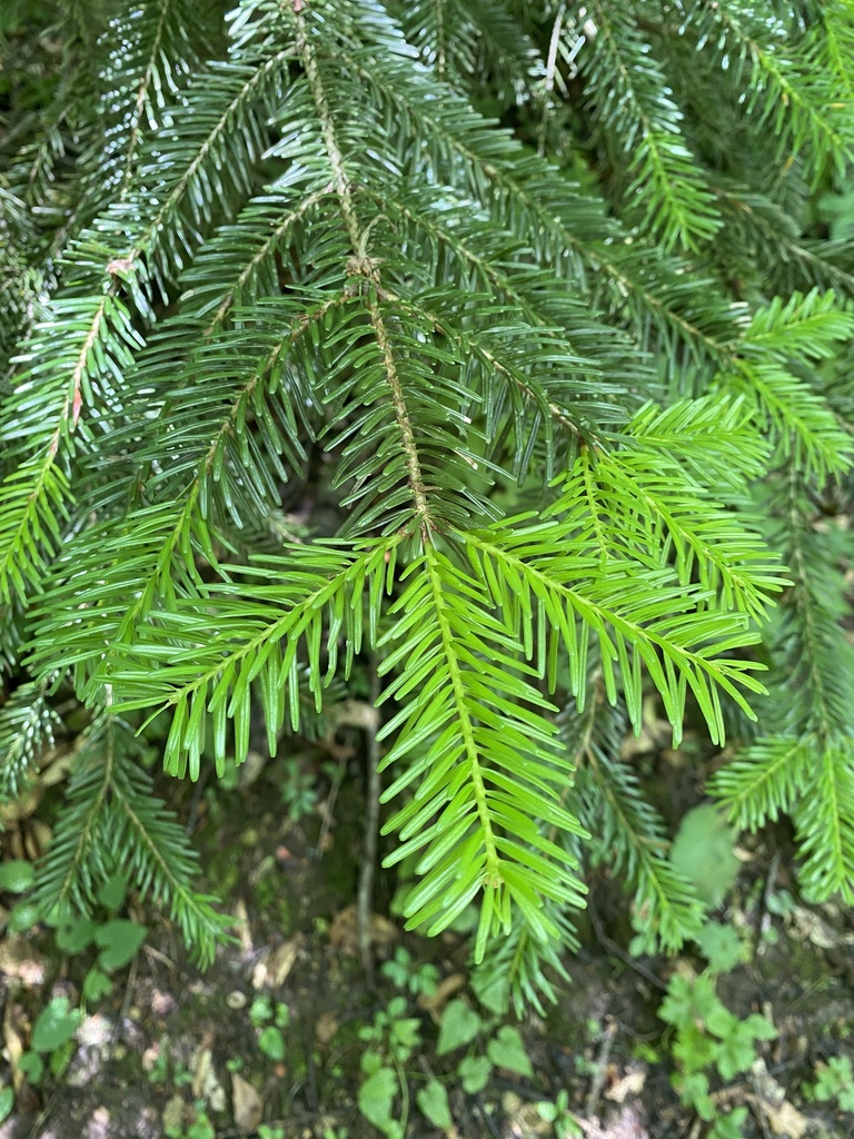 Caucasian Fir