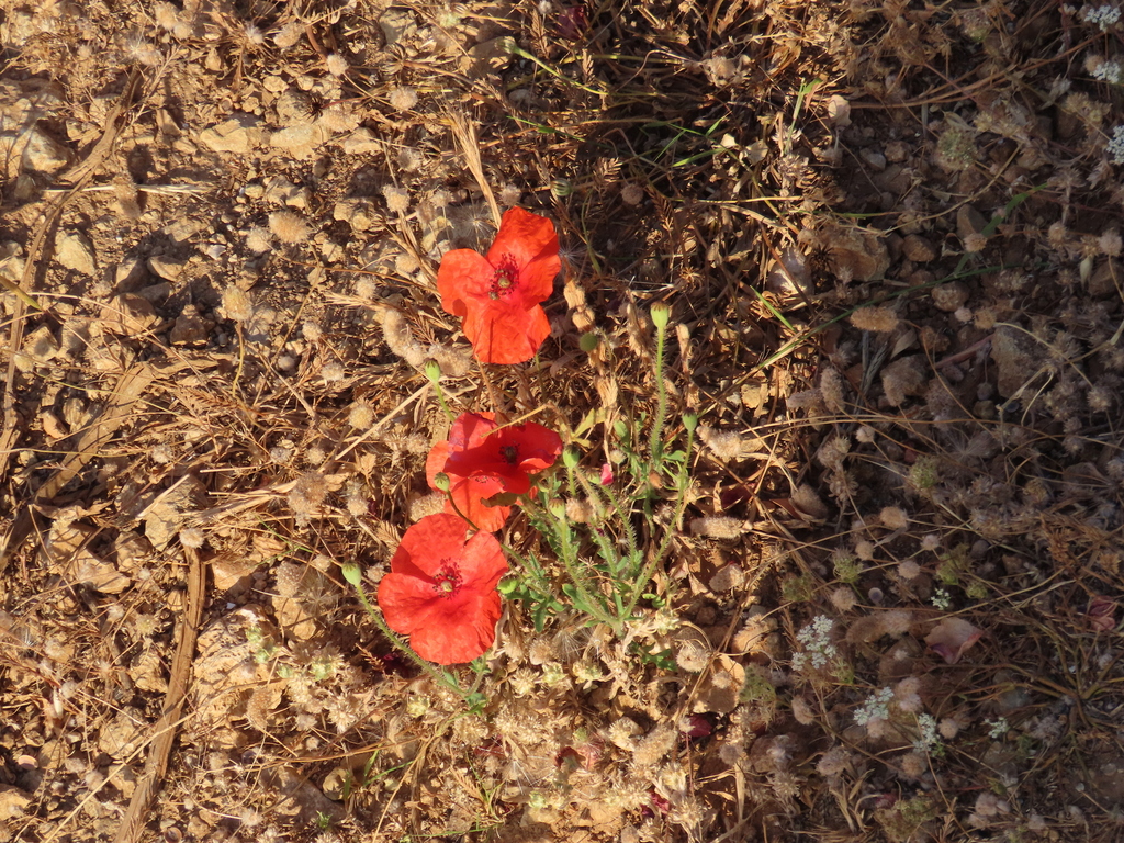 Amapola De Jardín