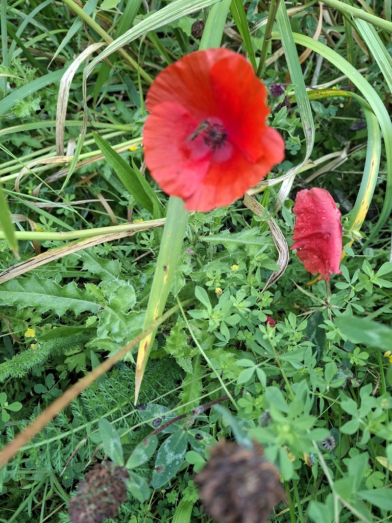 Common Poppy