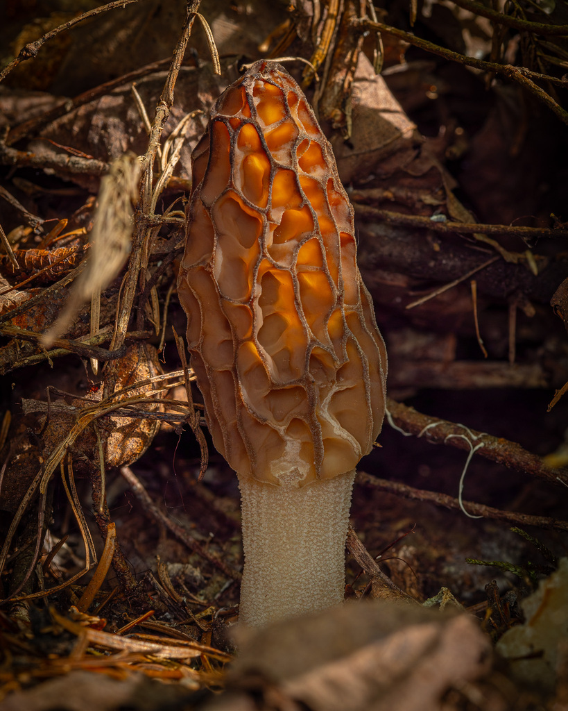 Conical Morel