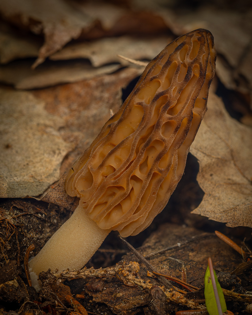 Conical Morel