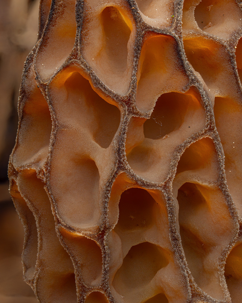 Conical Morel