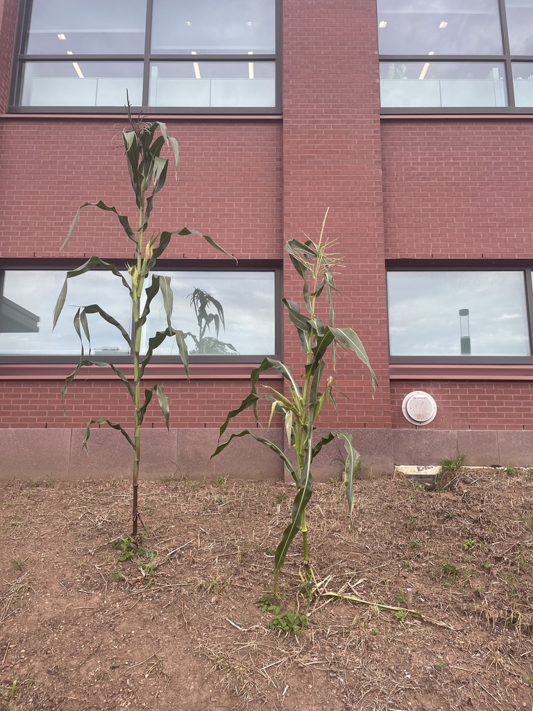 Corn