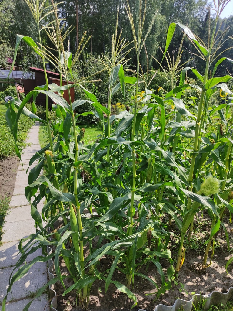 Corn