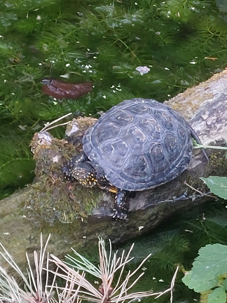 European Pond Terrapin