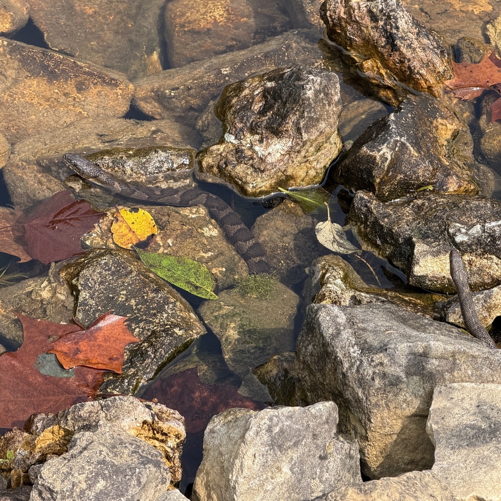 Grass Snake