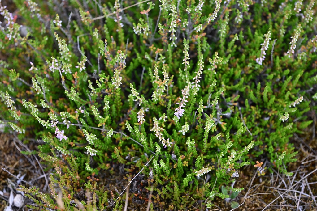 Heather