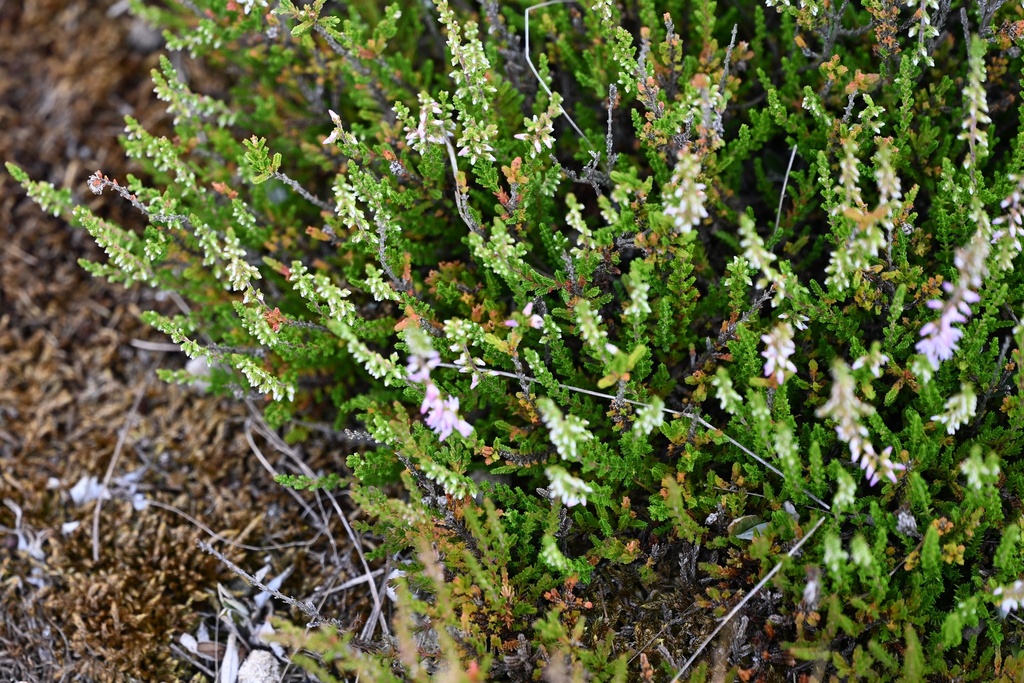 Heather