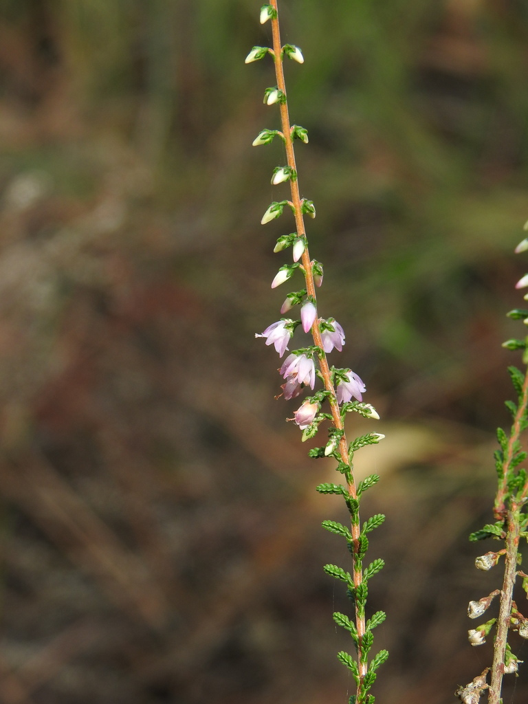 Heather