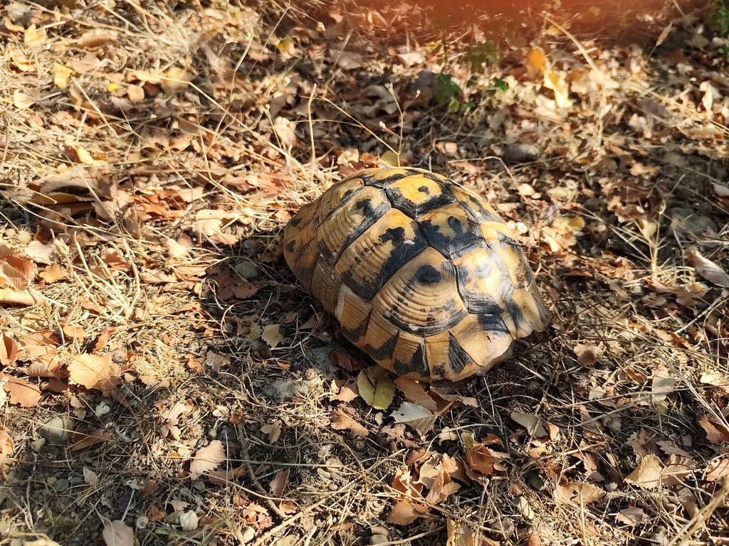 Hermann’s Tortoise