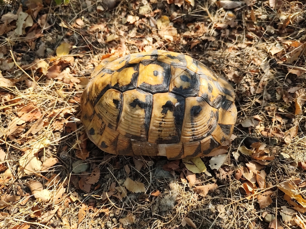 Hermann's Tortoise