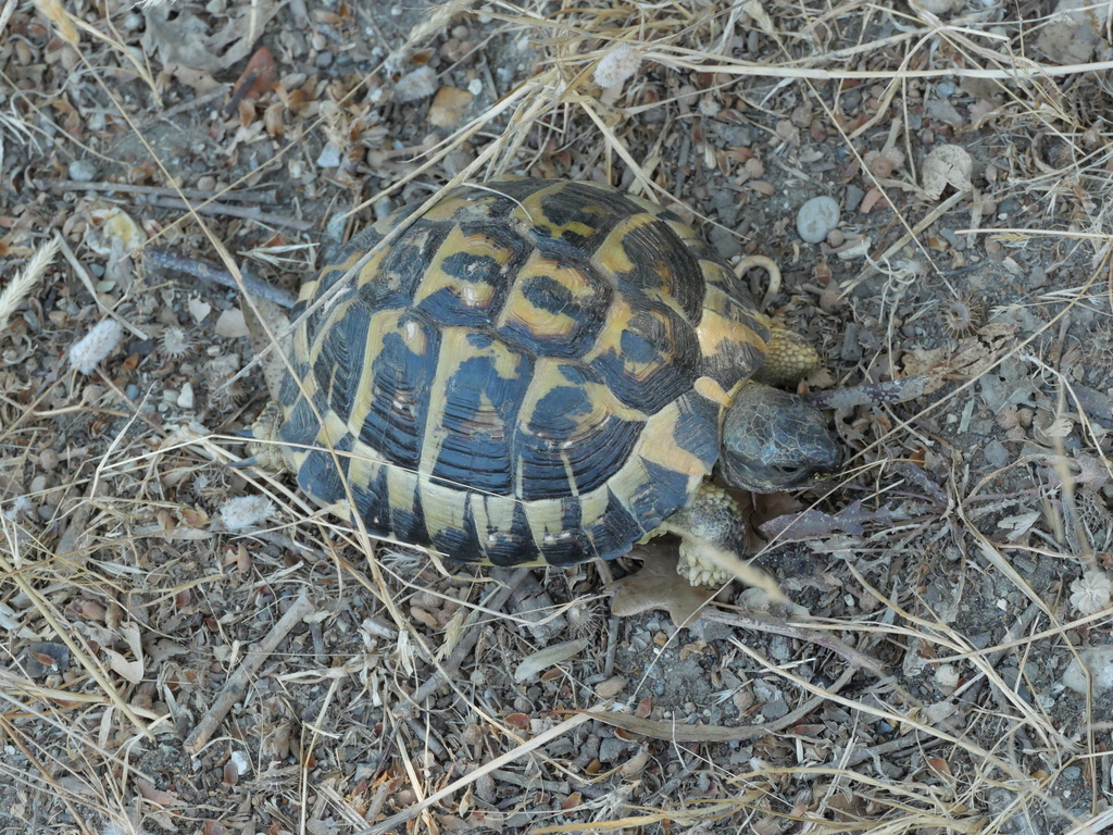 Hermann's Tortoise