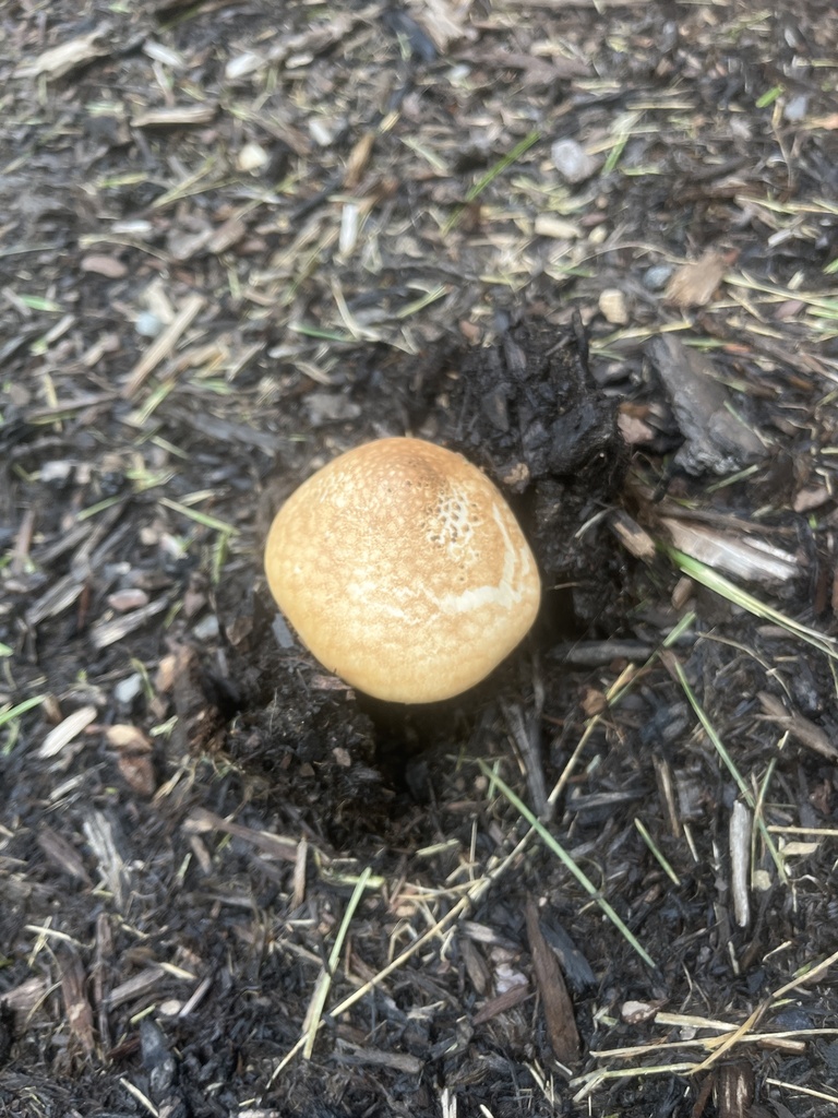 Honey Fungus