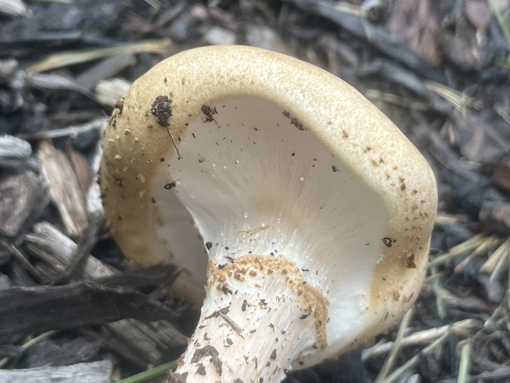 Honey Fungus