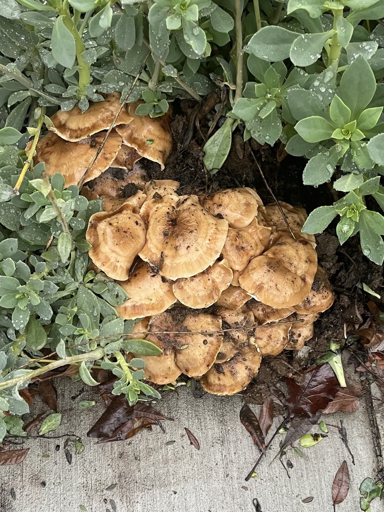 Honey Fungus
