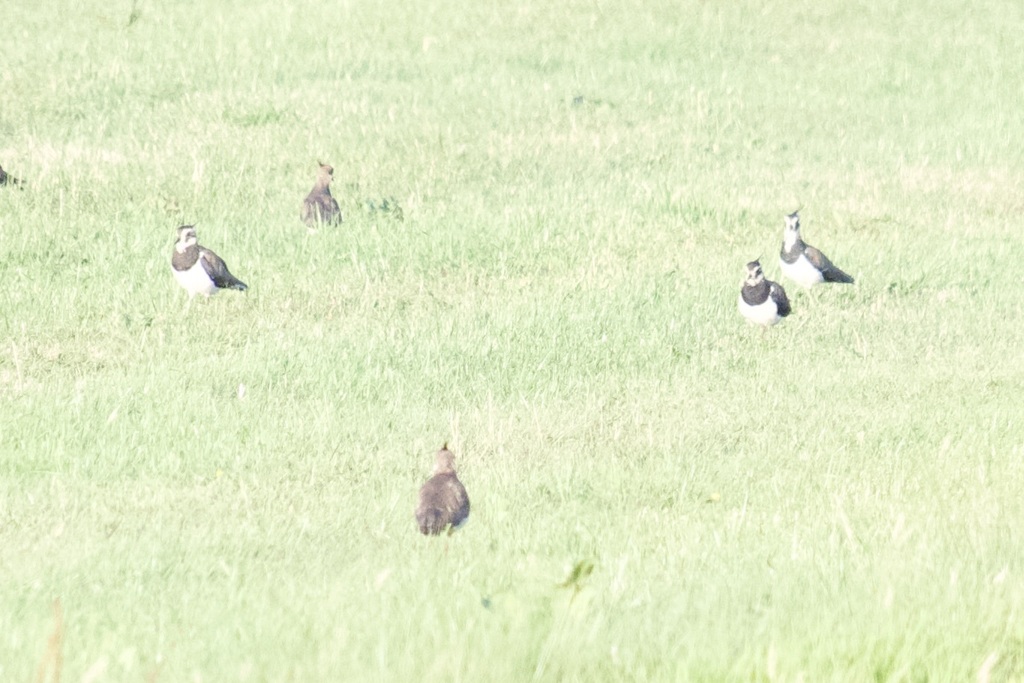 Northern Lapwing