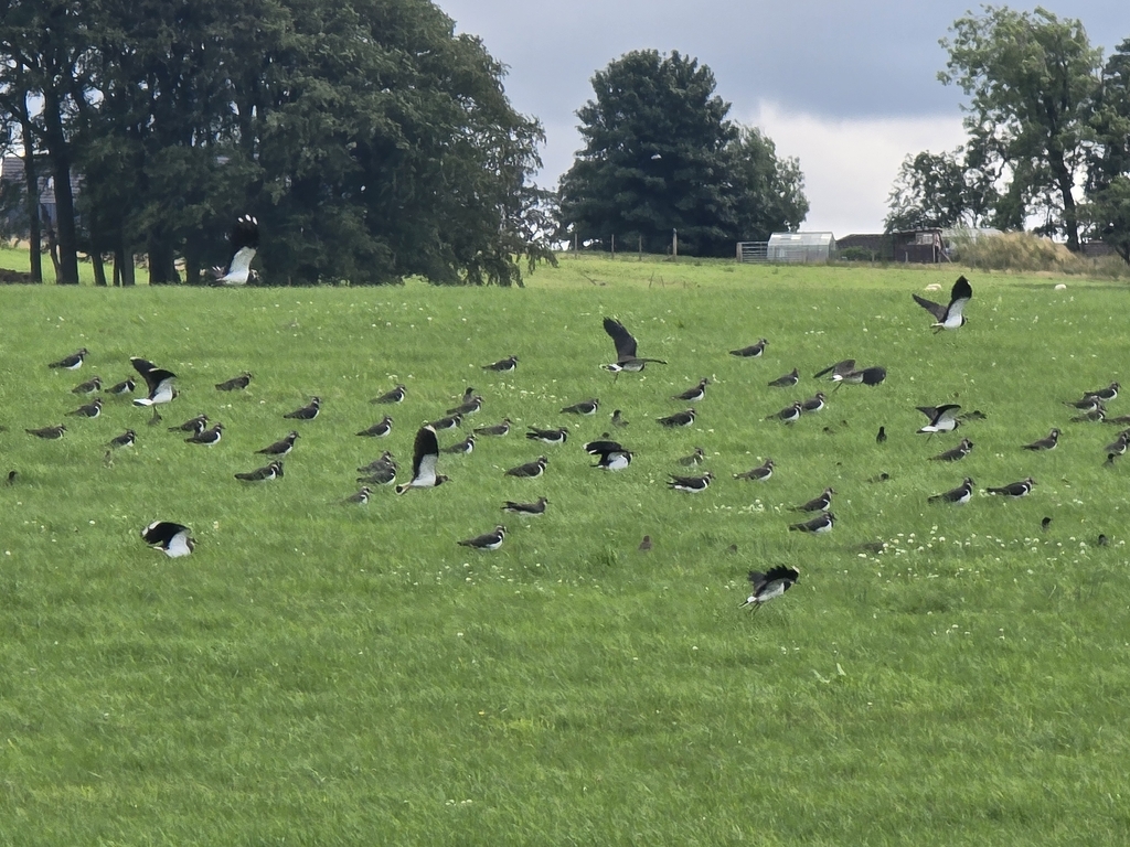 Northern Lapwing