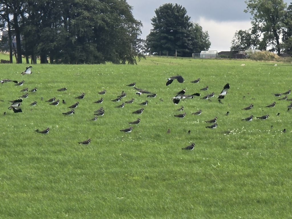 Northern Lapwing