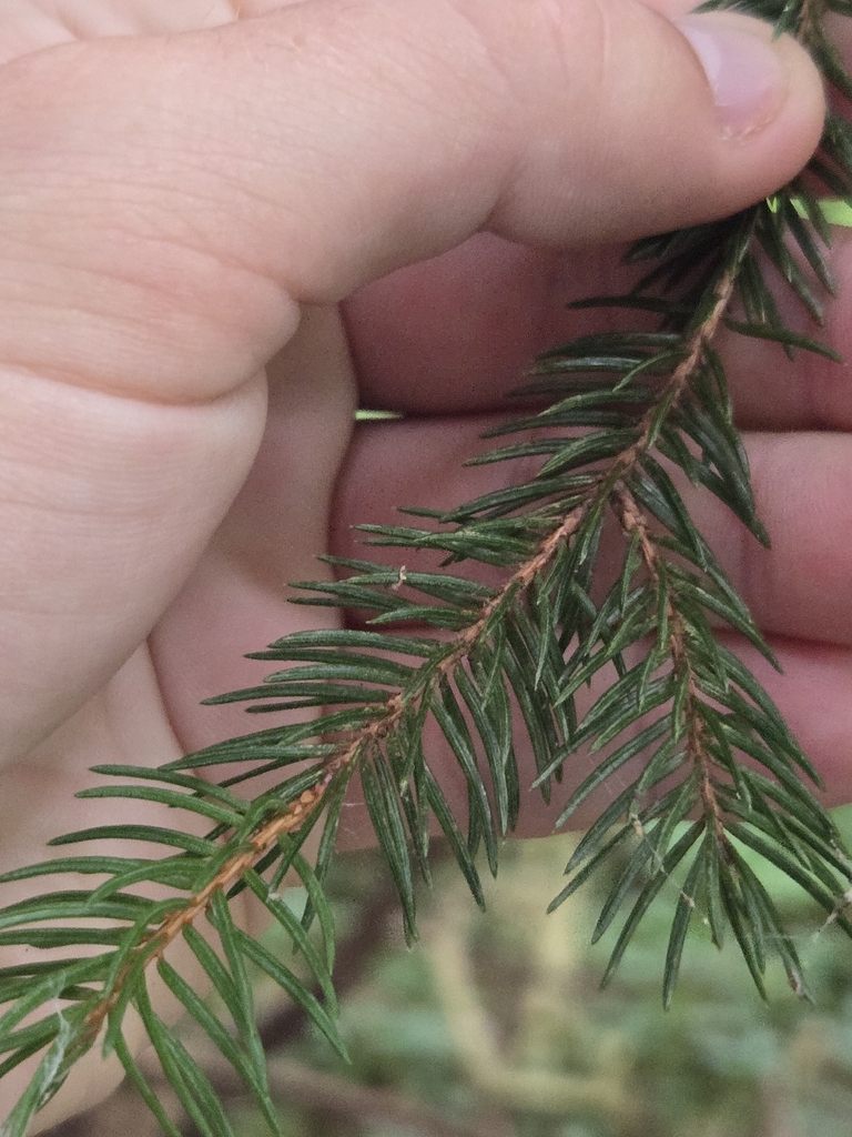 Norway Spruce