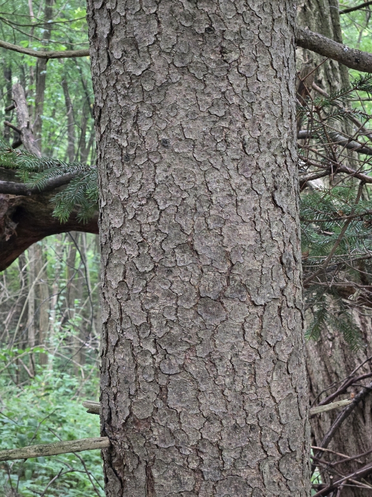 Norway Spruce