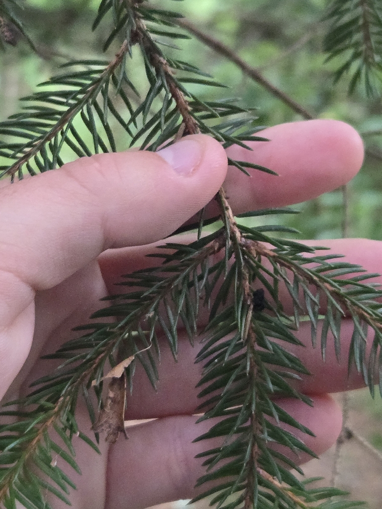 Norway Spruce
