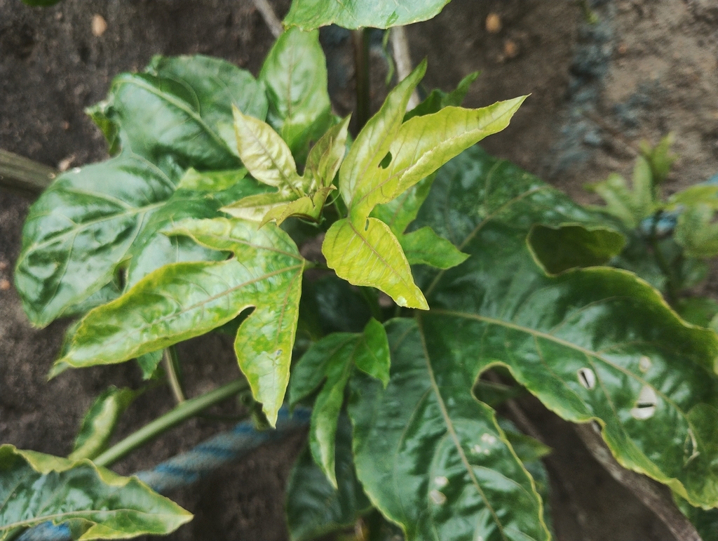 Passion Fruit