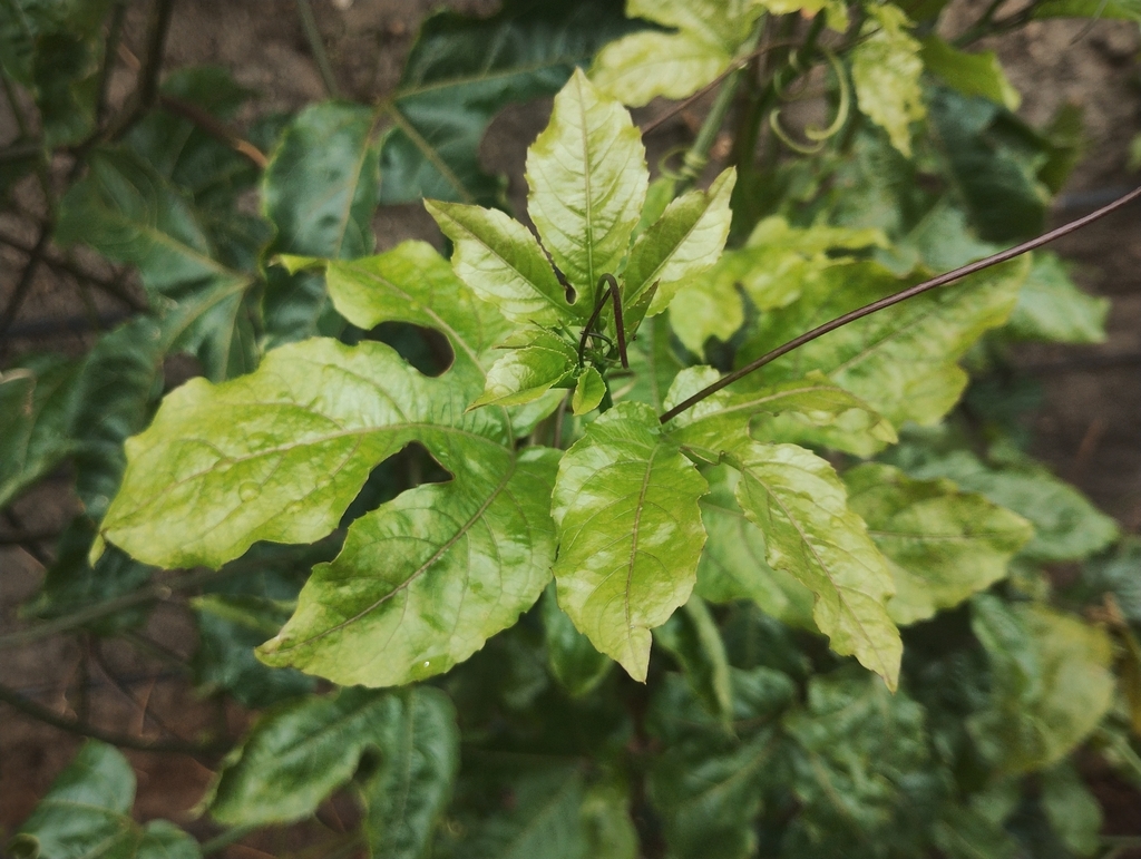 Passion Fruit