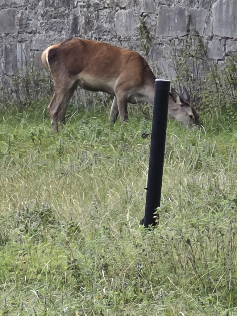 Red Deer