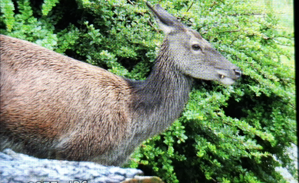 Red Deer