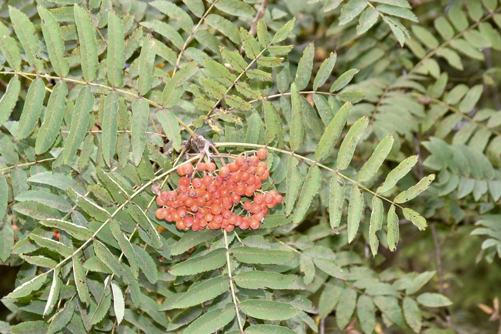 Eberesche