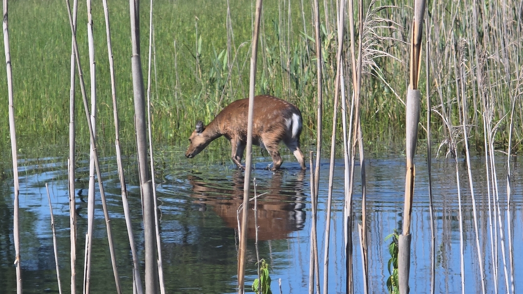 Sika Deer