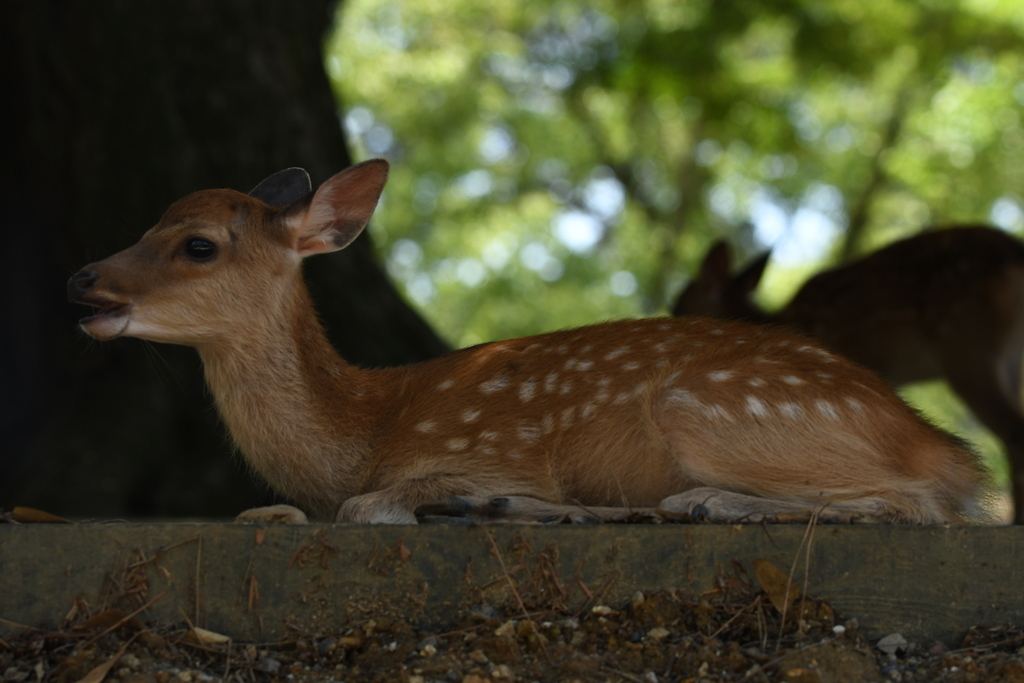 Sika Deer