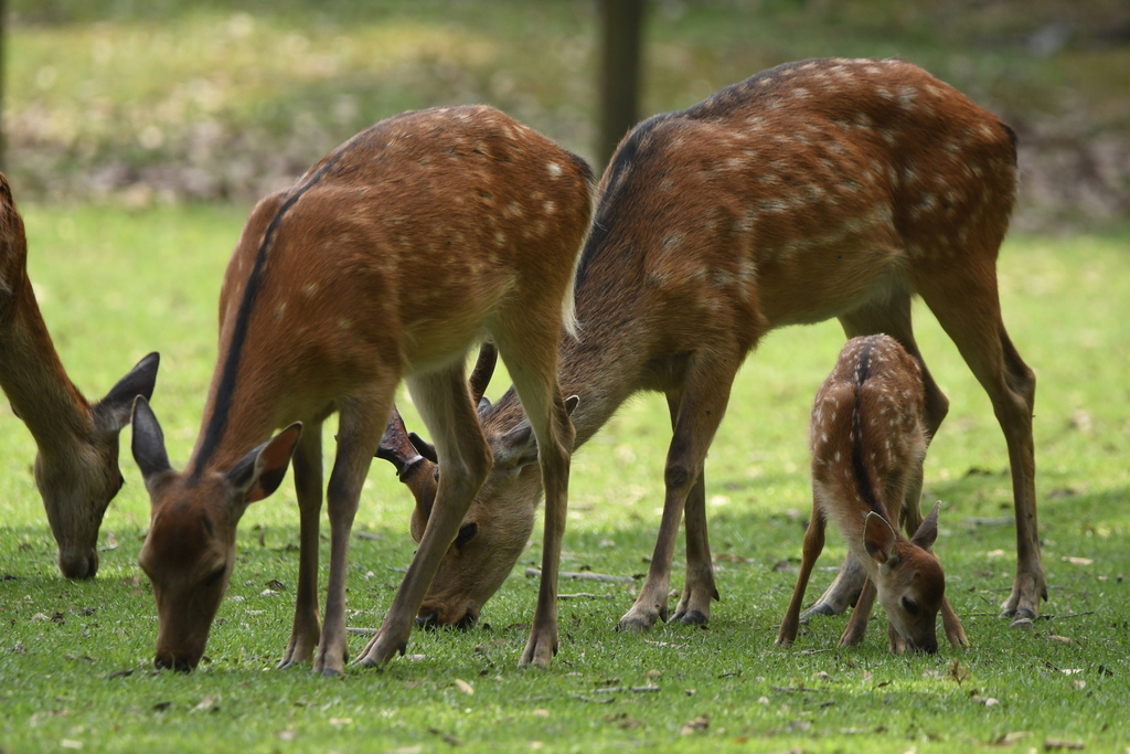 Sika Deer