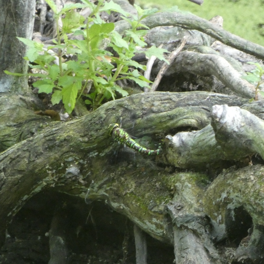 Southern Hawker