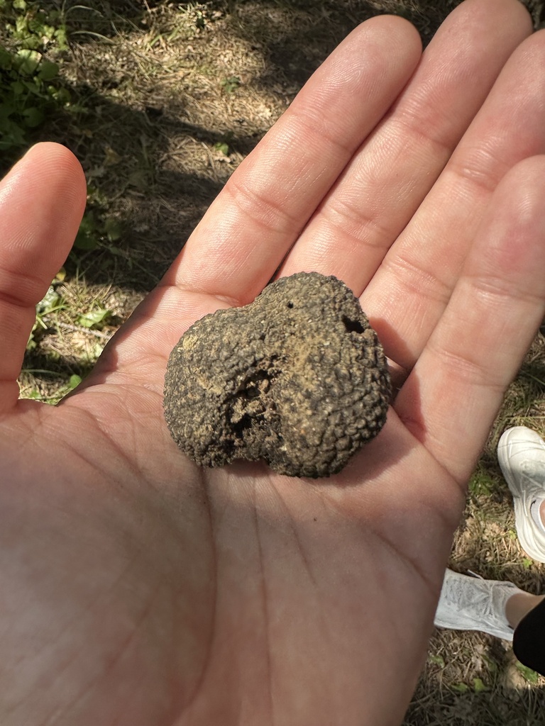 Summer Truffle
