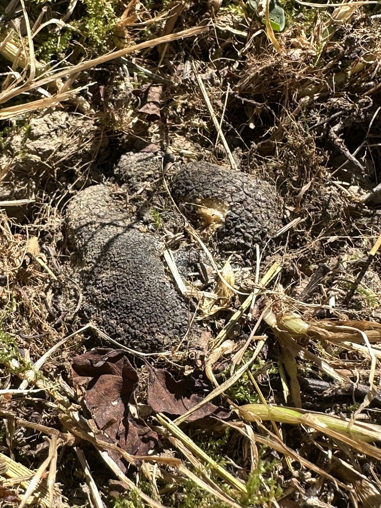 Summer Truffle