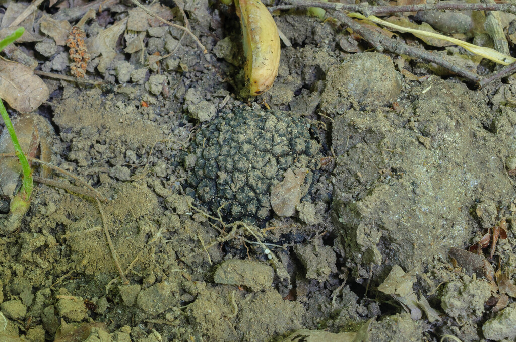 Summer Truffle