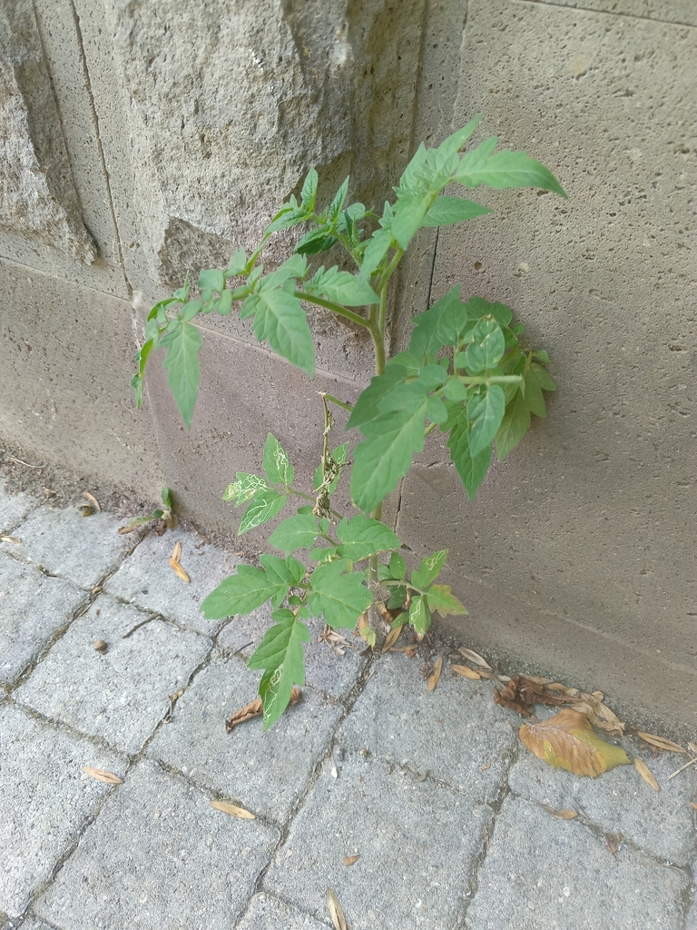 Tomato
