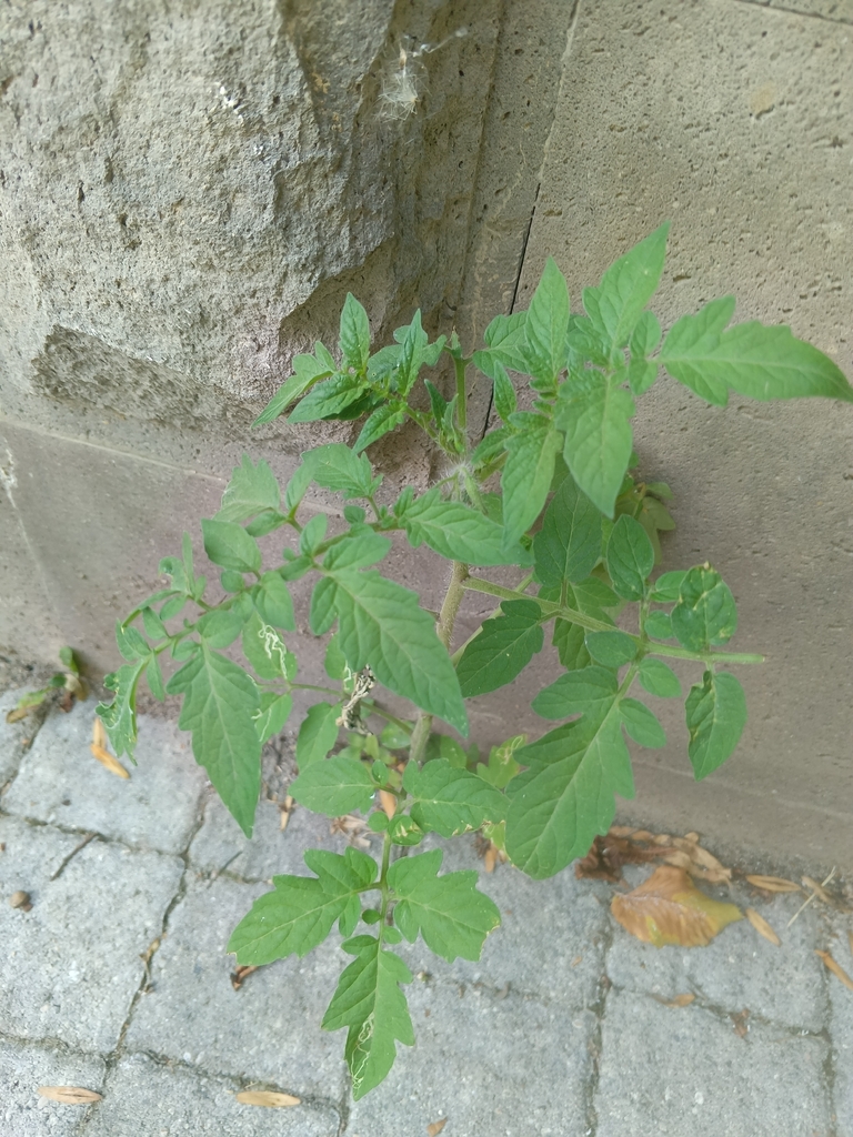 Tomato