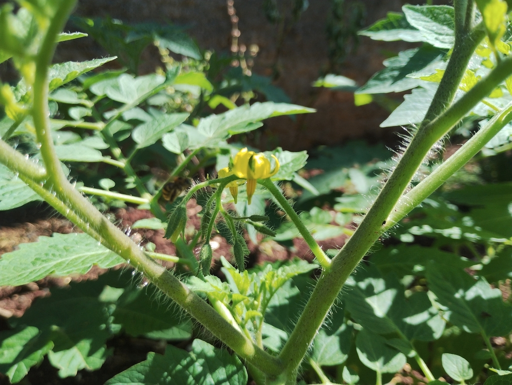 Tomato