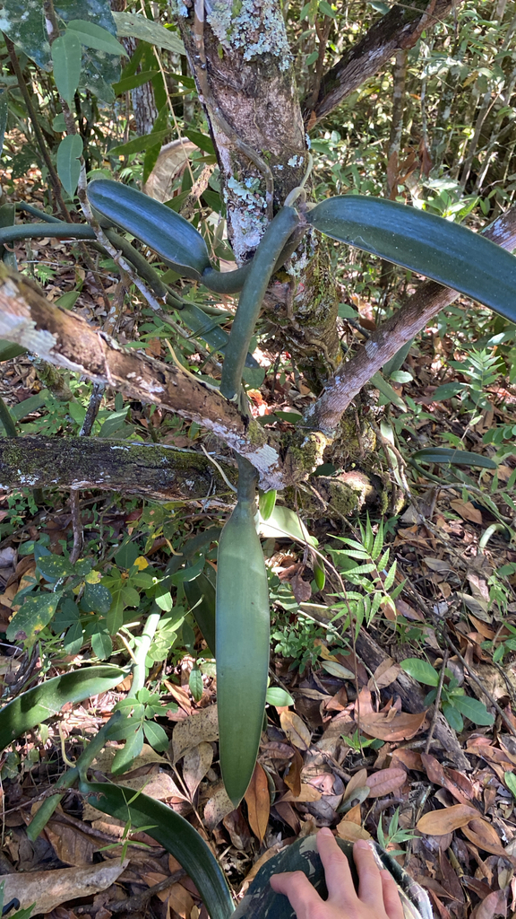 Vanilla Orchid